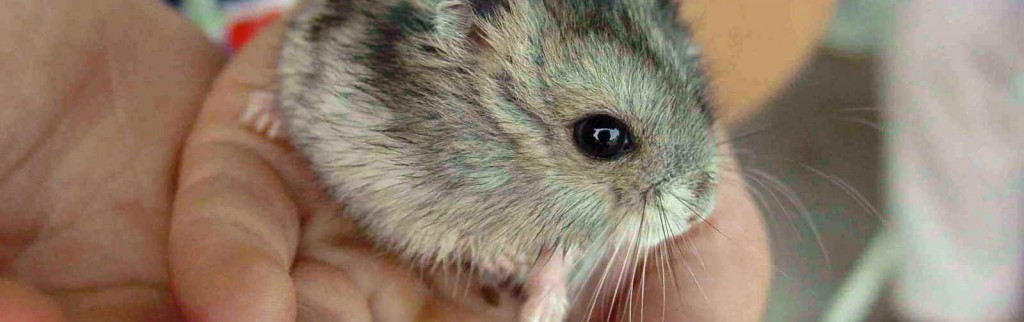 Animaux exotiques de compagnie, un business agressif