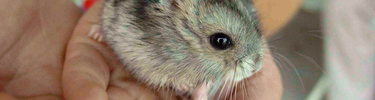 Animaux exotiques de compagnie, un business agressif