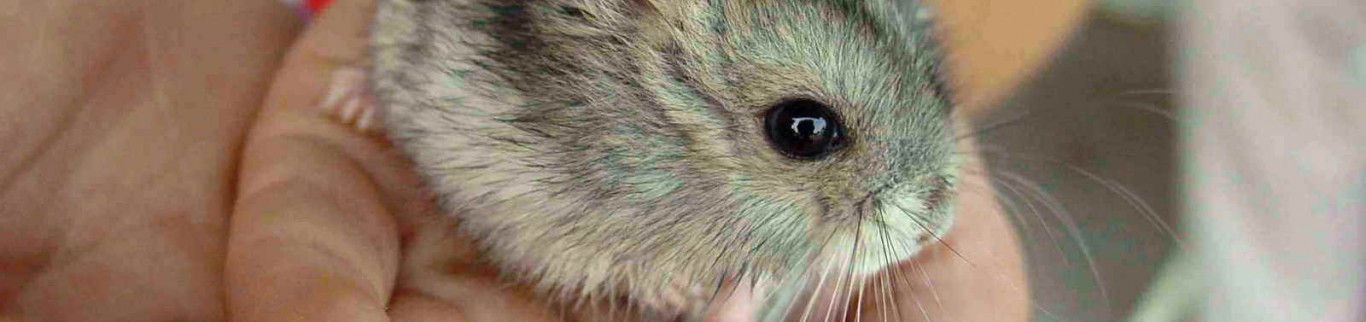 Animaux exotiques de compagnie, un business agressif