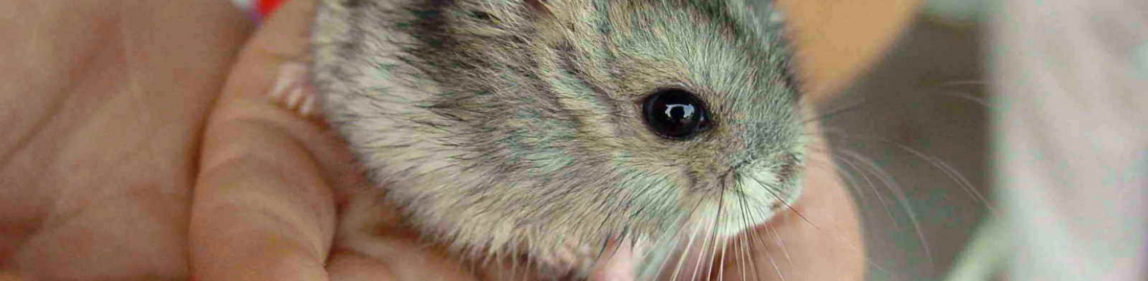 Animaux exotiques de compagnie, un business agressif