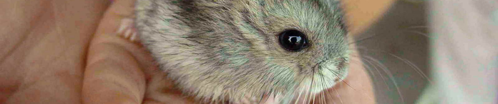 Animaux exotiques de compagnie, un business agressif