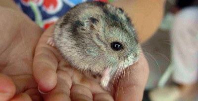 Animaux exotiques de compagnie, un business agressif