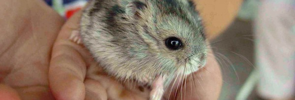 Animaux exotiques de compagnie, un business agressif