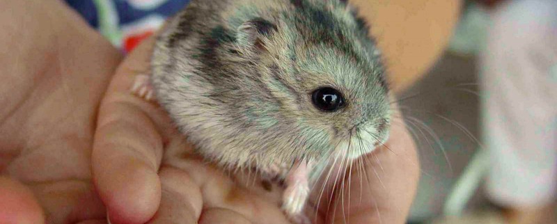 Animaux exotiques de compagnie, un business agressif