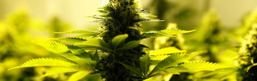 L'Australie va autoriser les exportations de cannabis médical