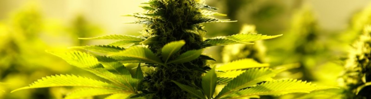 L'Australie va autoriser les exportations de cannabis médical