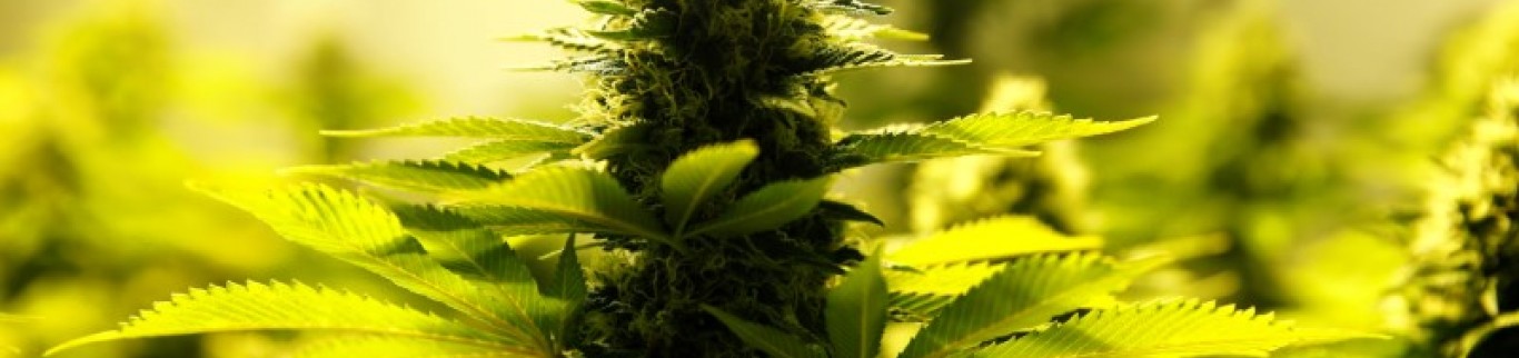 L'Australie va autoriser les exportations de cannabis médical
