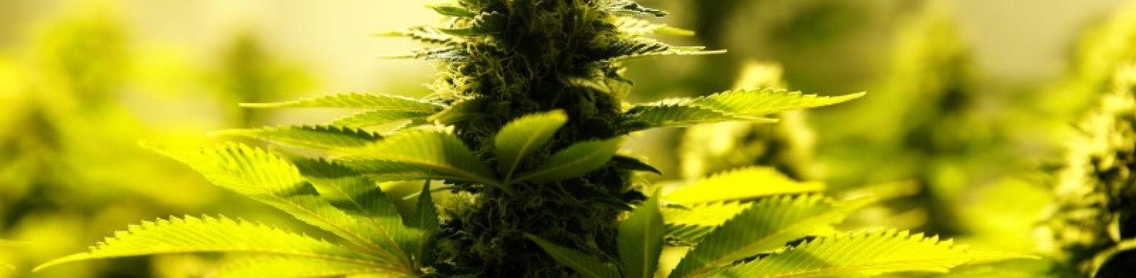 L'Australie va autoriser les exportations de cannabis médical