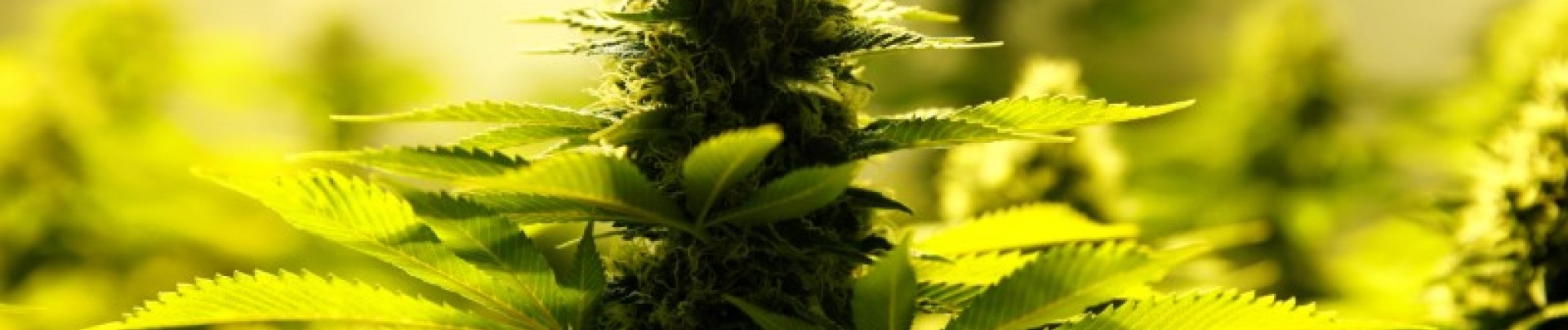 L'Australie va autoriser les exportations de cannabis médical