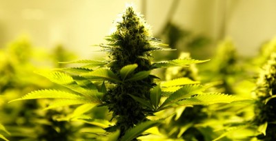 L'Australie va autoriser les exportations de cannabis médical
