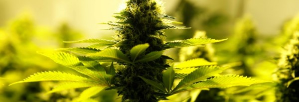 L'Australie va autoriser les exportations de cannabis médical