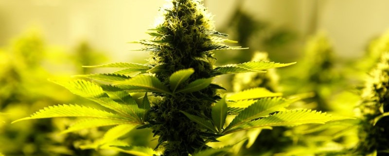 L'Australie va autoriser les exportations de cannabis médical