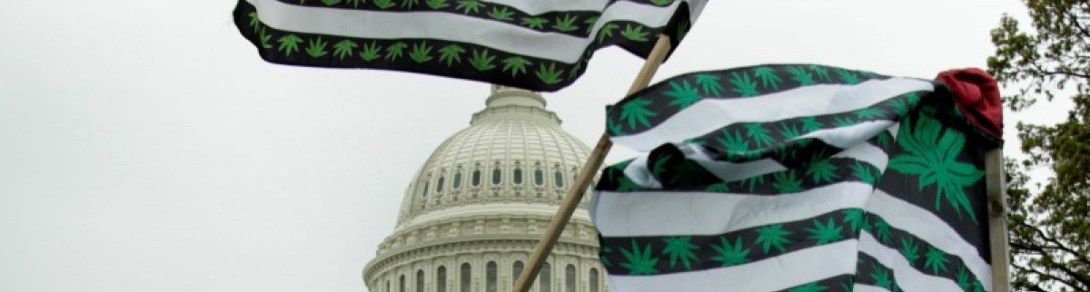 L'Etat de Washington autorise la marijuana bio