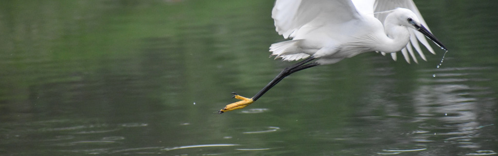 La faune Russe : de l’alarme aux prises d’initiatives pour sauver les espèces
