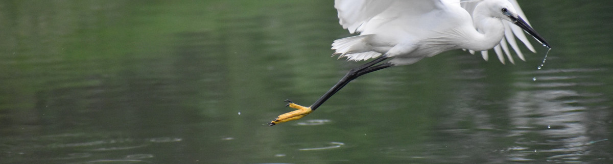 La faune Russe : de l’alarme aux prises d’initiatives pour sauver les espèces