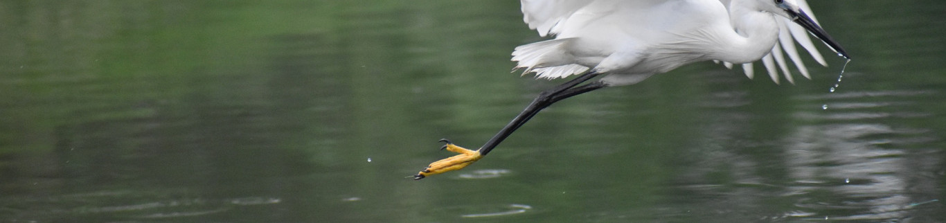 La faune Russe : de l’alarme aux prises d’initiatives pour sauver les espèces