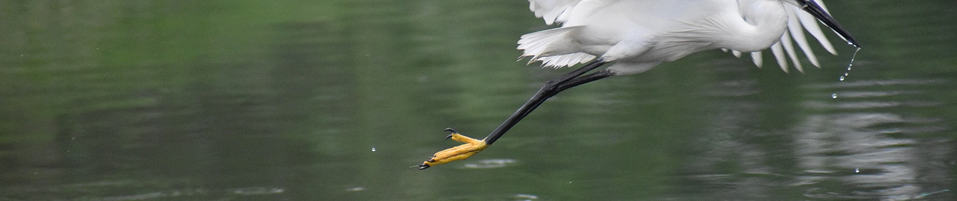 La faune Russe : de l’alarme aux prises d’initiatives pour sauver les espèces