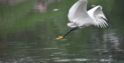 La faune Russe : de l’alarme aux prises d’initiatives pour sauver les espèces