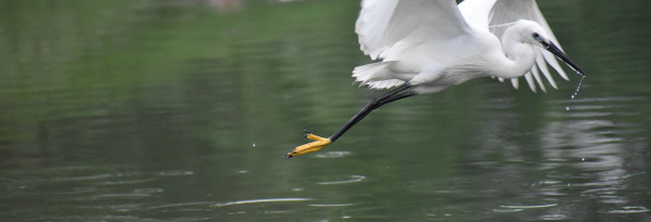 La faune Russe : de l’alarme aux prises d’initiatives pour sauver les espèces