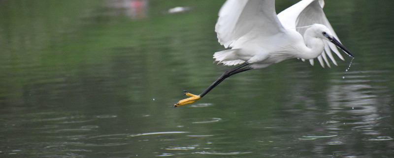 La faune Russe : de l’alarme aux prises d’initiatives pour sauver les espèces