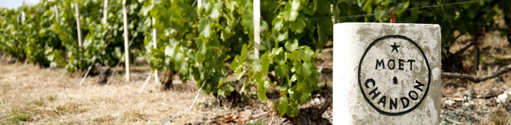 Moët & Chandon, l’histoire d’un succès à l’international