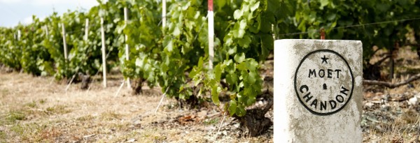 Moët & Chandon, l’histoire d’un succès à l’international