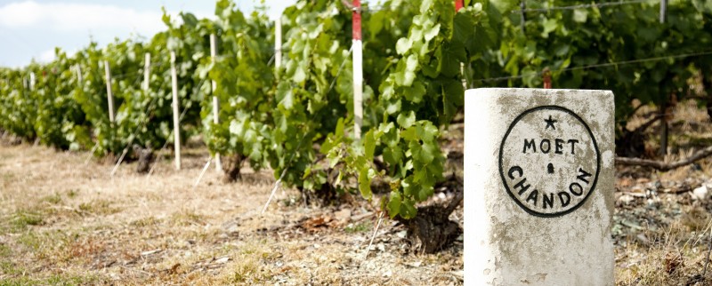 Moët & Chandon, l’histoire d’un succès à l’international