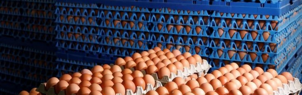 Les cas de salmonellose dans l'UE ne diminuent plus