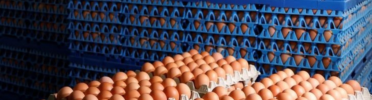 Les cas de salmonellose dans l'UE ne diminuent plus