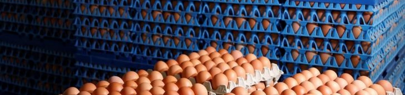 Les cas de salmonellose dans l'UE ne diminuent plus