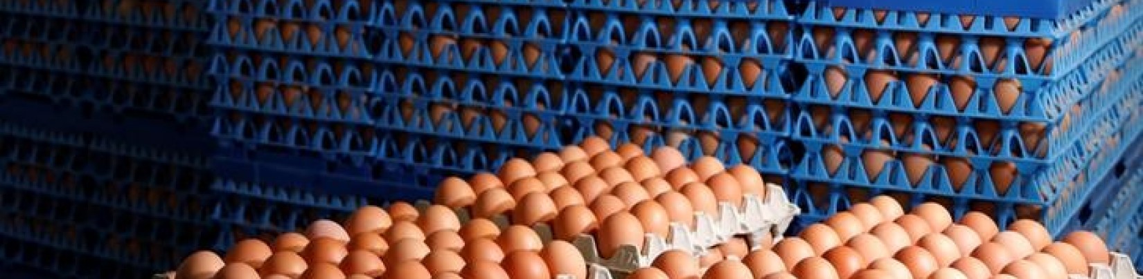 Les cas de salmonellose dans l'UE ne diminuent plus