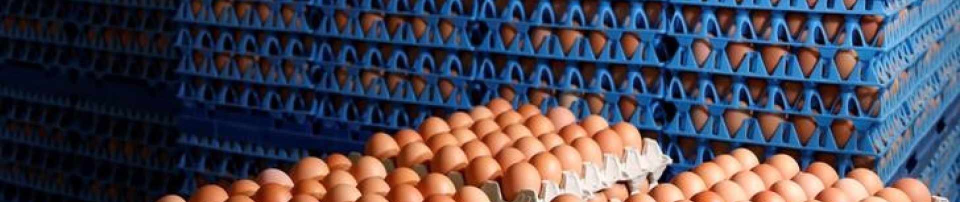 Les cas de salmonellose dans l'UE ne diminuent plus