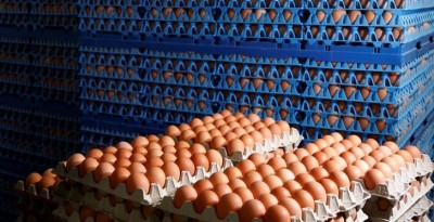 Les cas de salmonellose dans l'UE ne diminuent plus