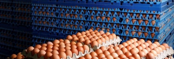 Les cas de salmonellose dans l'UE ne diminuent plus
