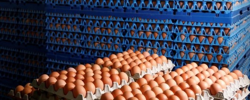 Les cas de salmonellose dans l'UE ne diminuent plus